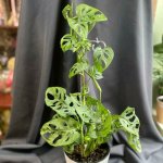 Комнатный цветок &laquo;Монстера Манки&raquo;