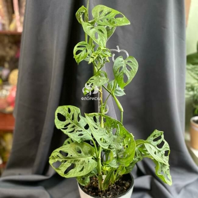 Комнатный цветок &laquo;Монстера Манки&raquo;