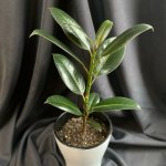 Комнатный цветок &laquo;Фикус Эластика&raquo;