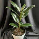 Комнатный цветок &laquo;Фикус Эластика&raquo;