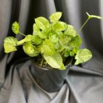 Комнатный цветок &laquo;Сингониум&raquo;