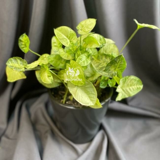 Комнатный цветок &laquo;Сингониум&raquo;