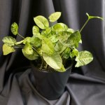 Комнатный цветок &laquo;Сингониум&raquo;