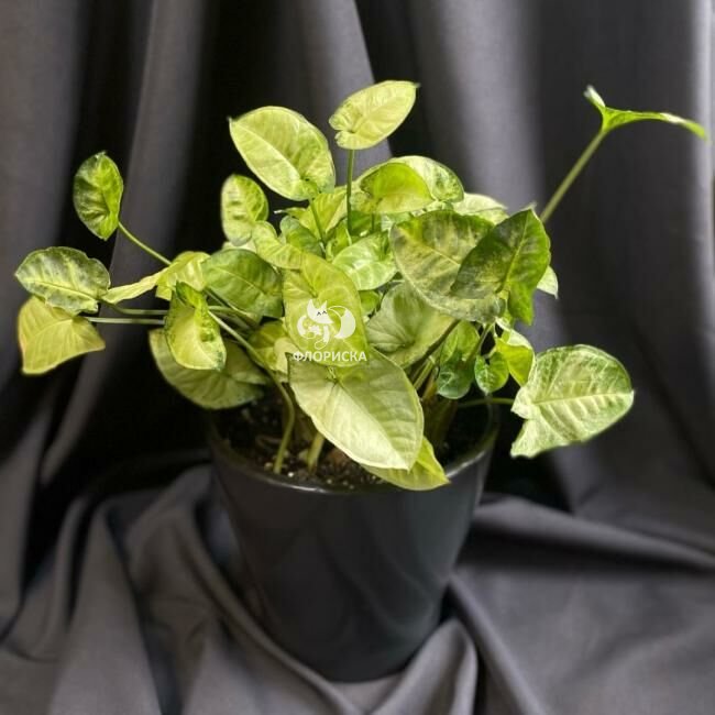 Комнатный цветок &laquo;Сингониум&raquo;