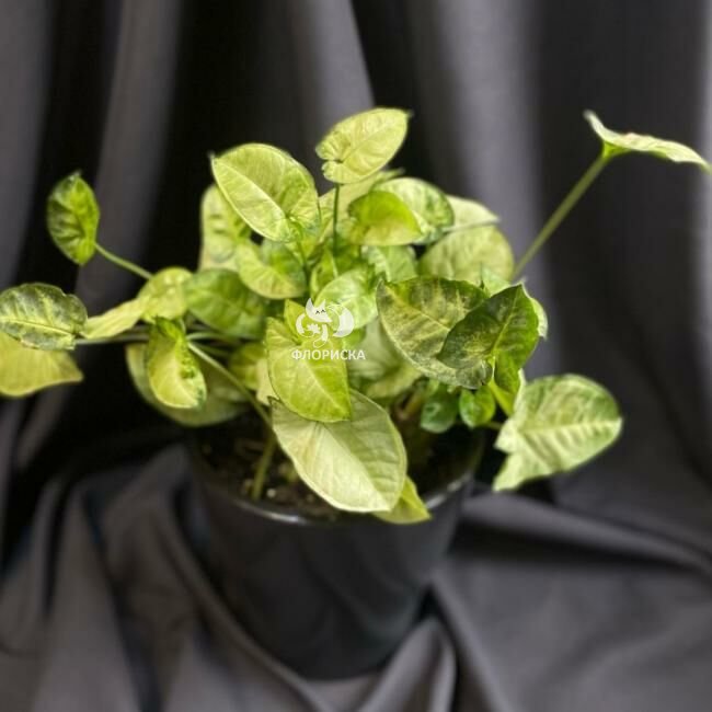 Комнатный цветок &laquo;Сингониум&raquo;