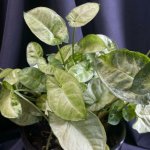 Комнатный цветок &laquo;Сингониум&raquo;