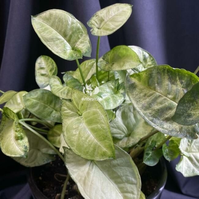 Комнатный цветок &laquo;Сингониум&raquo;