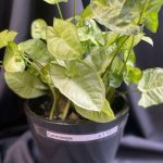 Комнатный цветок &laquo;Сингониум&raquo;