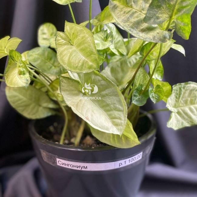 Комнатный цветок &laquo;Сингониум&raquo;