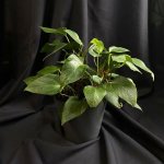 Комнатный цветок &laquo;Антуриум&raquo;