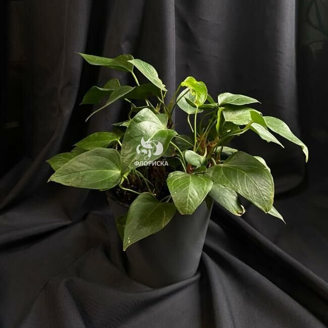 Комнатный цветок &laquo;Антуриум&raquo;