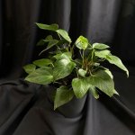 Комнатный цветок &laquo;Антуриум&raquo;