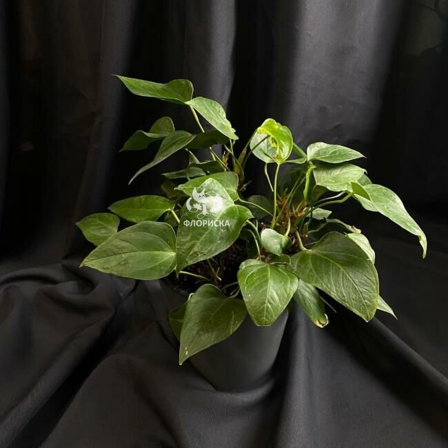 Комнатный цветок &laquo;Антуриум&raquo;