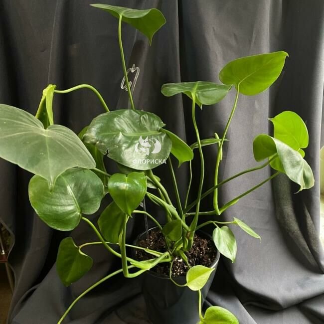 Комнатный цветок &laquo;Монстера&raquo;