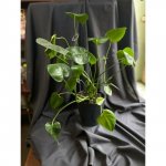 Комнатный цветок &laquo;Монстера&raquo;