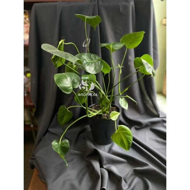 Комнатный цветок &laquo;Монстера&raquo;