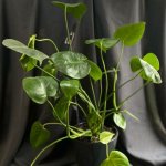 Комнатный цветок &laquo;Монстера&raquo;