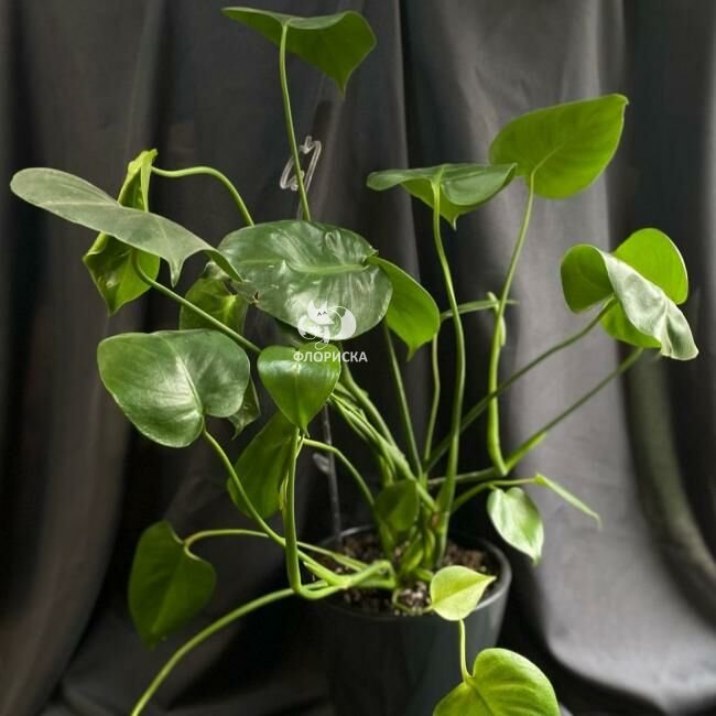Комнатный цветок &laquo;Монстера&raquo;