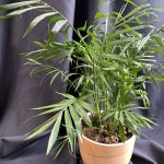 Комнатный цветок &laquo;Хамедорея&raquo;