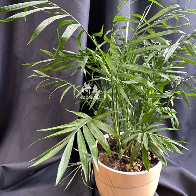 Комнатный цветок &laquo;Хамедорея&raquo;
