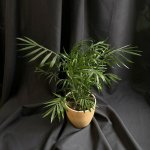 Комнатный цветок &laquo;Хамедорея&raquo;