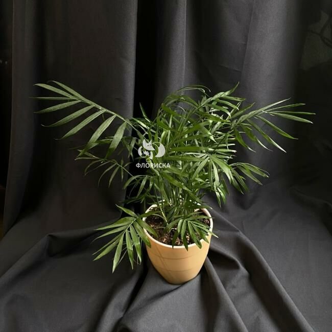Комнатный цветок &laquo;Хамедорея&raquo;