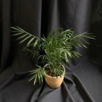 Комнатный цветок &laquo;Хамедорея&raquo;