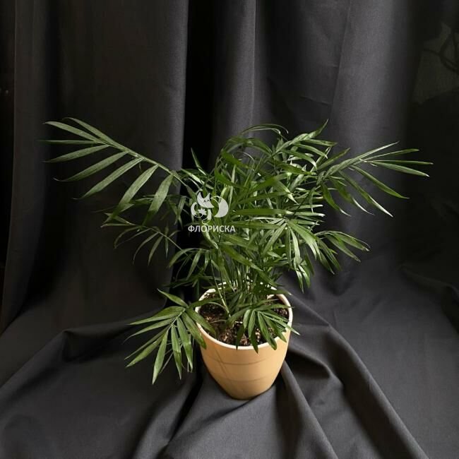 Комнатный цветок &laquo;Хамедорея&raquo;