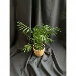 Комнатный цветок &laquo;Хамедорея&raquo;