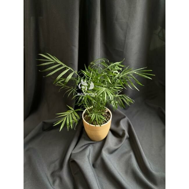 Комнатный цветок &laquo;Хамедорея&raquo;