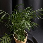 Комнатный цветок &laquo;Хамедорея&raquo;
