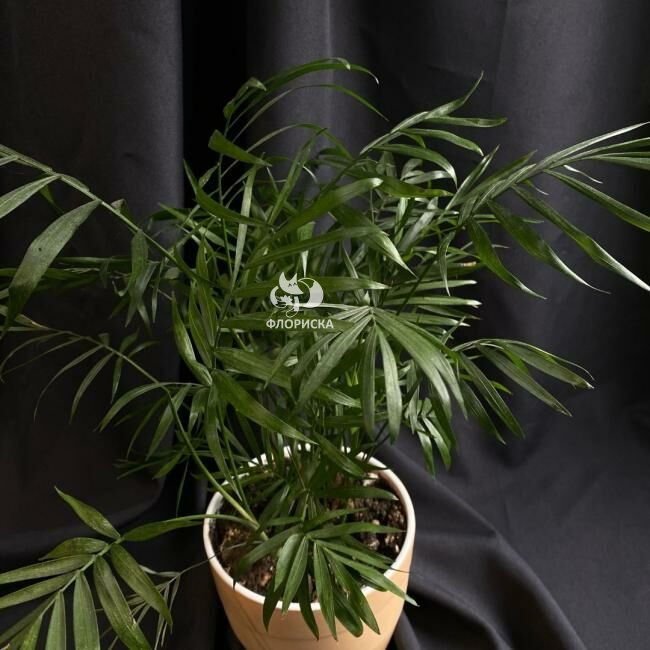 Комнатный цветок &laquo;Хамедорея&raquo;