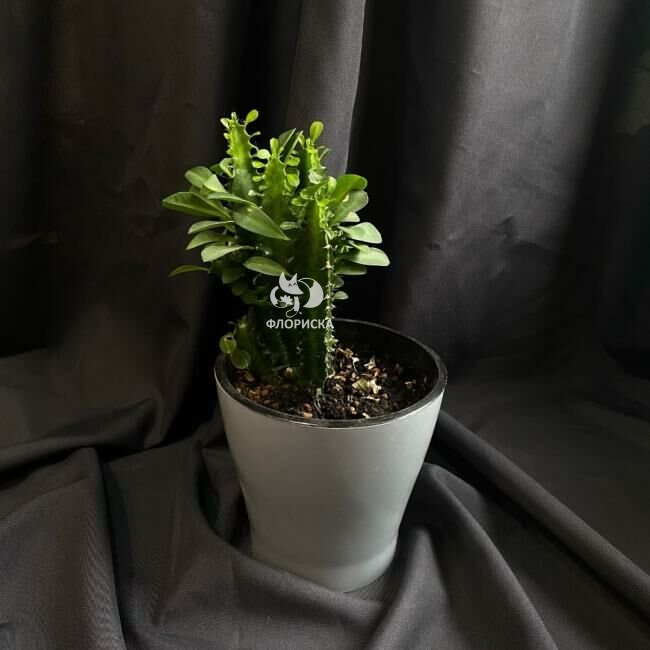 Комнатный цветок &laquo;Эуфорбия&raquo;