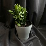Комнатный цветок &laquo;Эуфорбия&raquo;