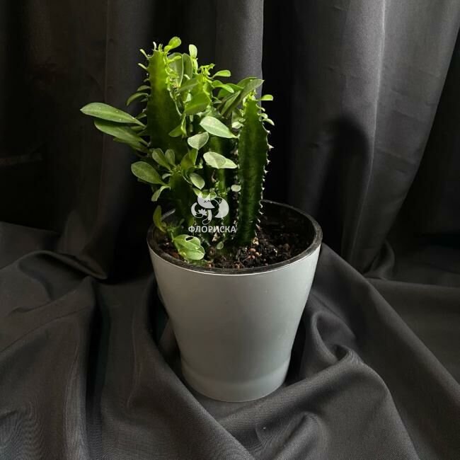 Комнатный цветок &laquo;Эуфорбия&raquo;