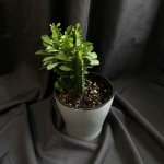 Комнатный цветок &laquo;Эуфорбия&raquo;