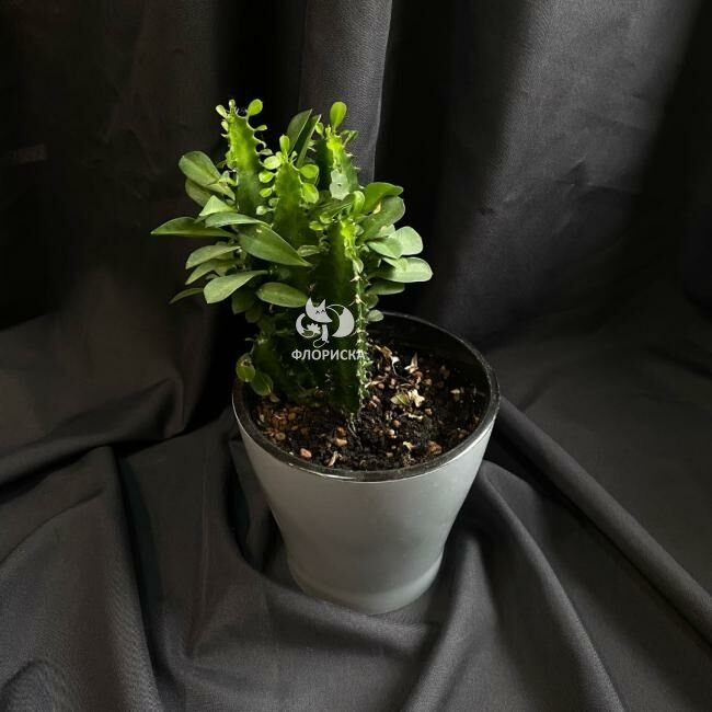 Комнатный цветок &laquo;Эуфорбия&raquo;