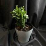 Комнатный цветок &laquo;Эуфорбия&raquo;