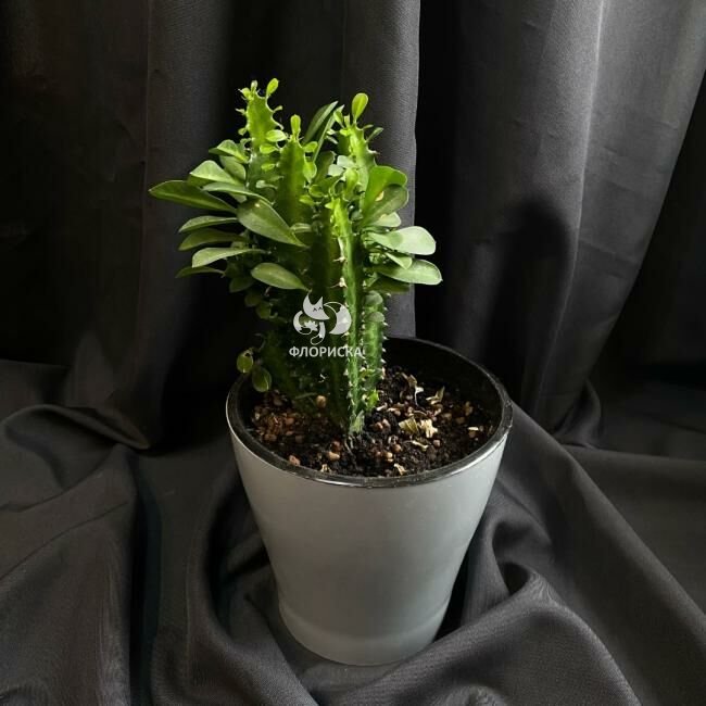 Комнатный цветок &laquo;Эуфорбия&raquo;
