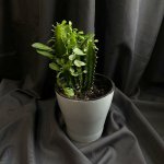 Комнатный цветок &laquo;Эуфорбия&raquo;