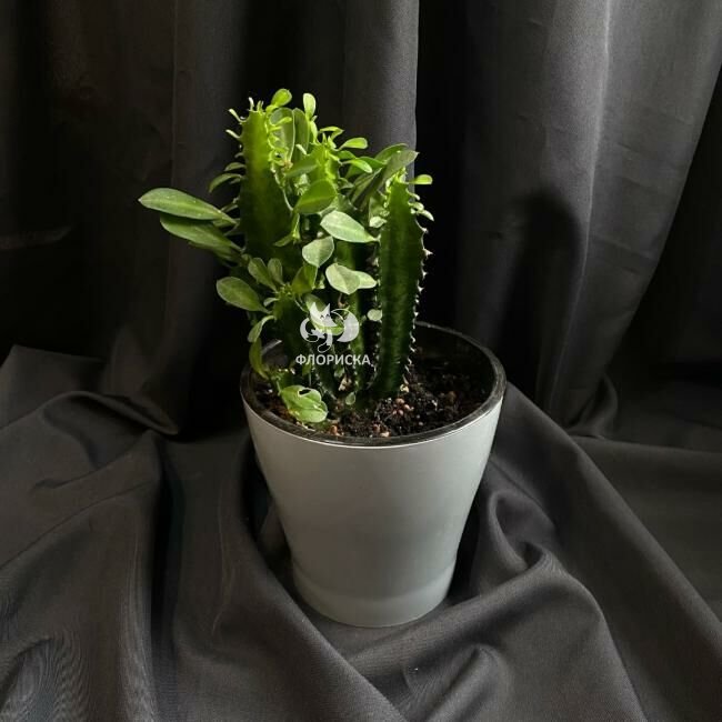 Комнатный цветок &laquo;Эуфорбия&raquo;