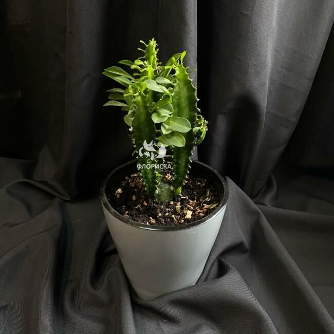 Комнатный цветок &laquo;Эуфорбия&raquo;