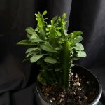 Комнатный цветок &laquo;Эуфорбия&raquo;