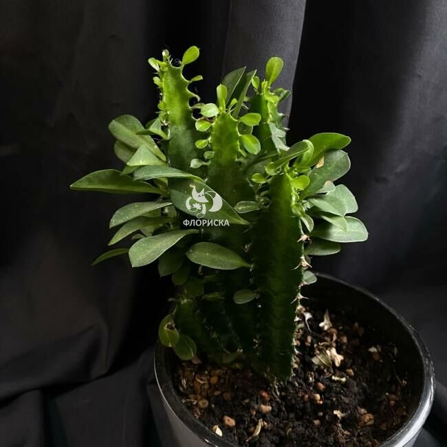 Комнатный цветок &laquo;Эуфорбия&raquo;