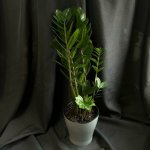 Комнатный цветок &laquo;Замиакулькас&raquo;