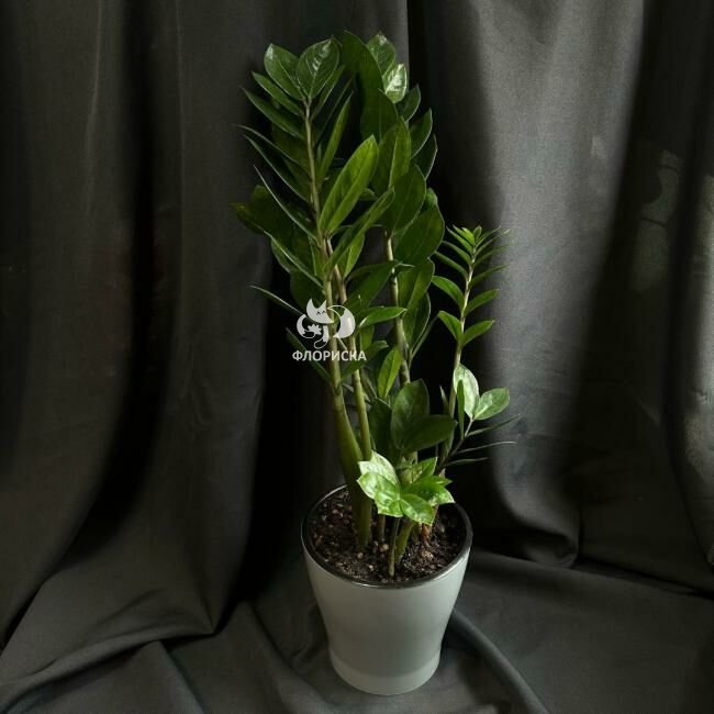 Комнатный цветок &laquo;Замиакулькас&raquo;