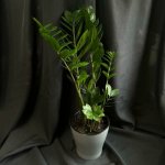 Комнатный цветок &laquo;Замиакулькас&raquo;