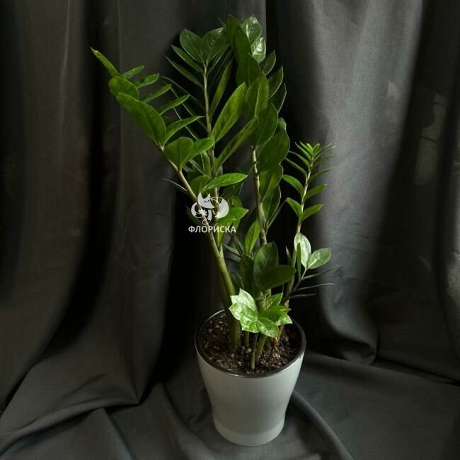 Комнатный цветок &laquo;Замиакулькас&raquo;