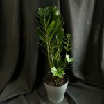 Комнатный цветок &laquo;Замиакулькас&raquo;