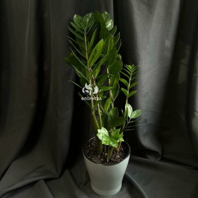 Комнатный цветок &laquo;Замиакулькас&raquo;